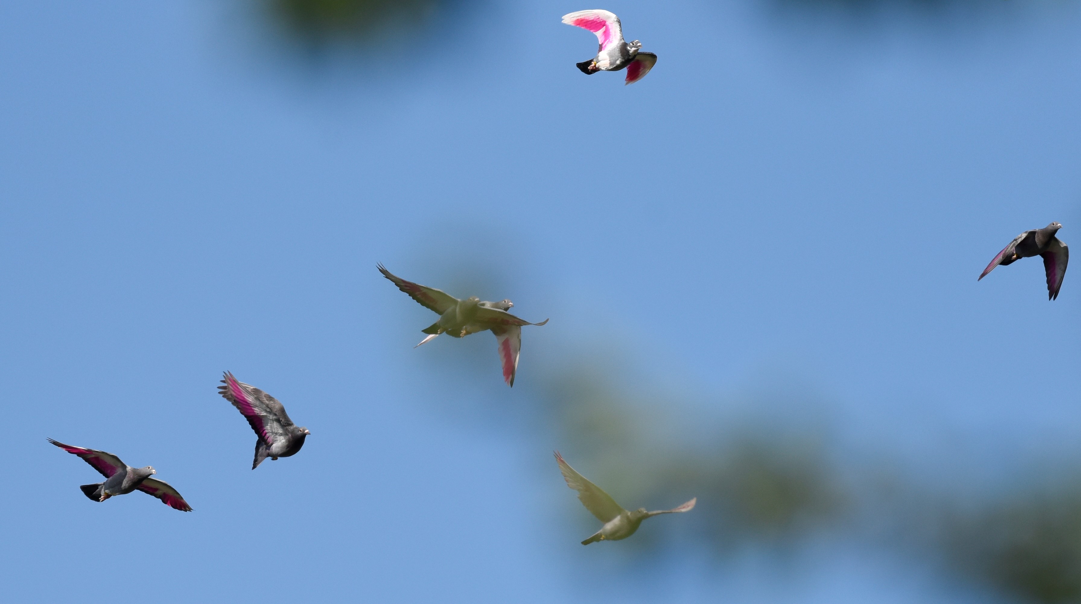 welke vogel is dit ?